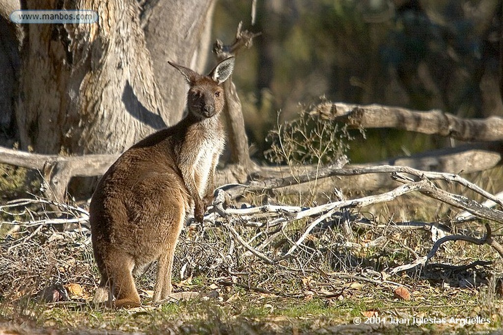 Mt. Remarkable
Australia Meridional