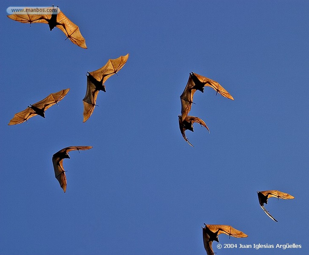 Parque Nacional Nitmiluk
Zorros voladores
Territorio del Norte