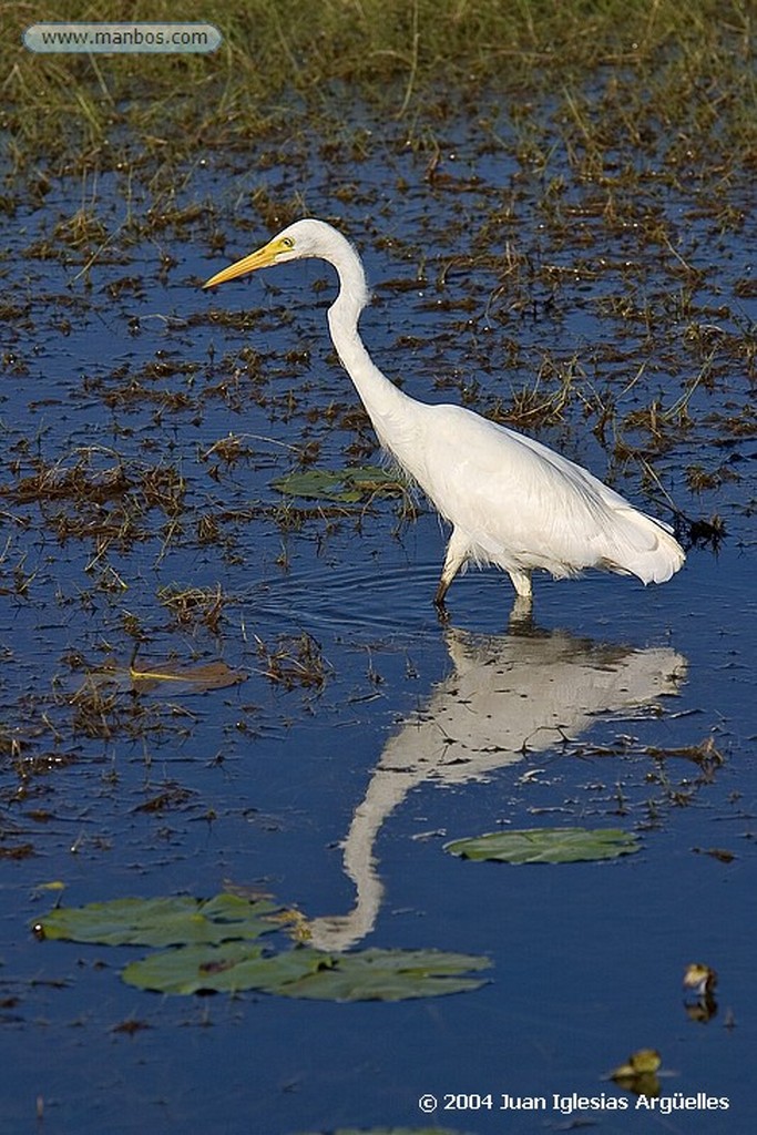 Parque Nacional de Kakadu
Ganso overo con sus pollos
Territorio del Norte