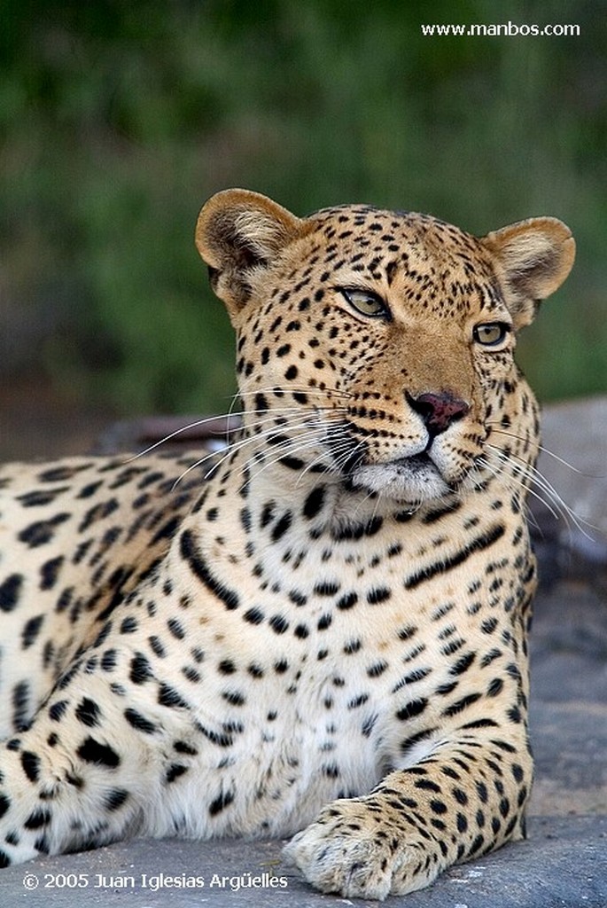 Leopard Park
Tsaobis Leopard Nature Park
Namibia