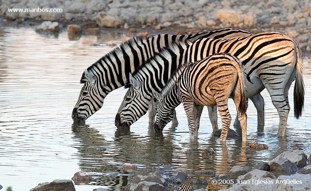 Etosha National Park
Parque Nacional de Etosha
Namibia