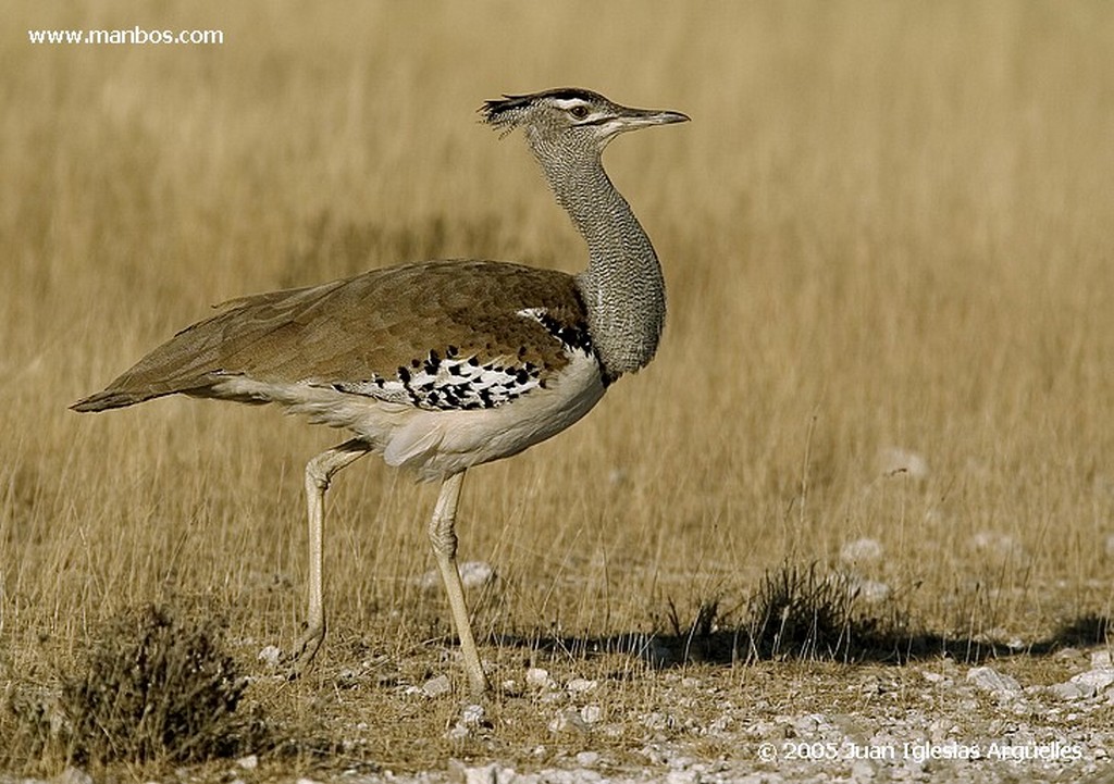 Etosha National Park
Parque Nacional de Etosha
Namibia