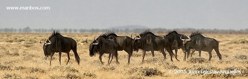 Etosha National Park
Parque Nacional de Etosha
Namibia