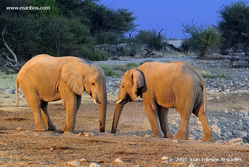 Etosha National Park
Parque Nacional de Etosha
Namibia