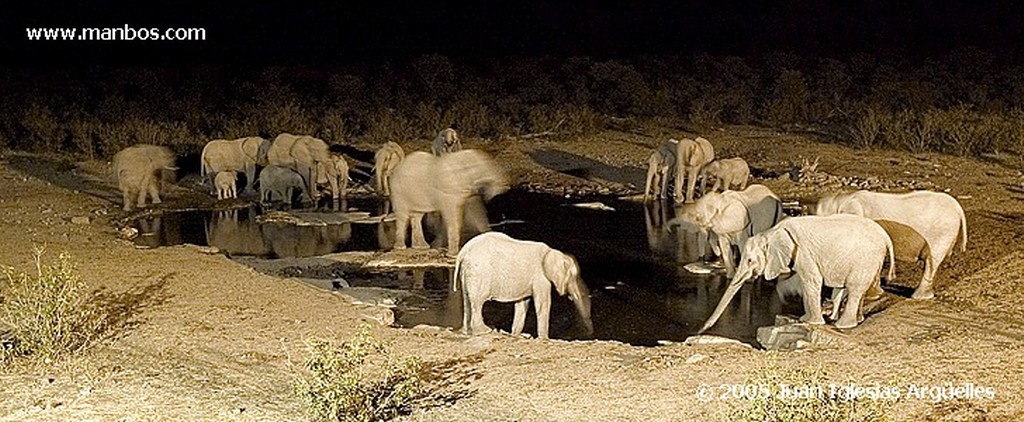Etosha National Park
Macho de rinoceronte negro bebiendo en la charca de Okaukuejo por la noche
Namibia