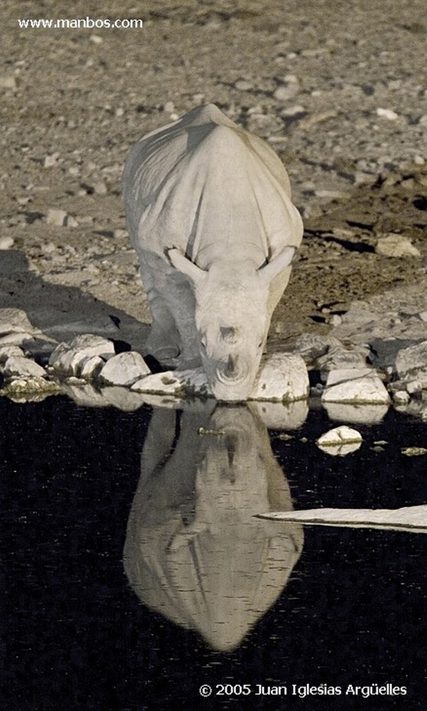 Etosha National Park
Parque Nacional de Etosha
Namibia