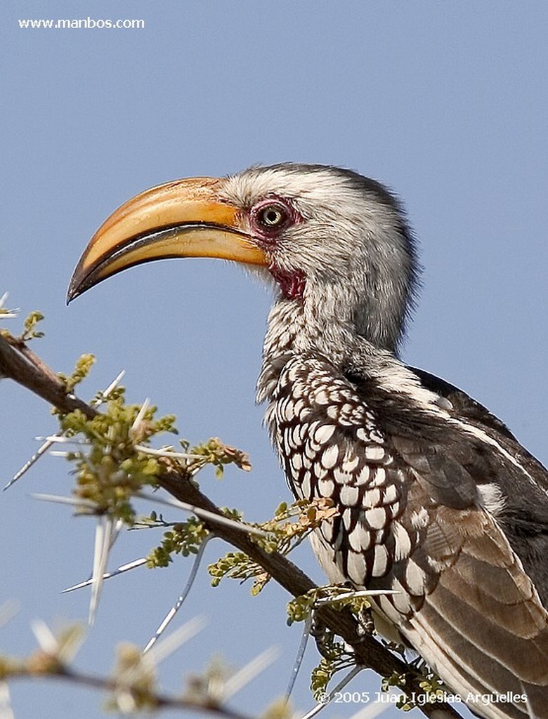 Etosha National Park
Charca de Okaukuejo
Namibia