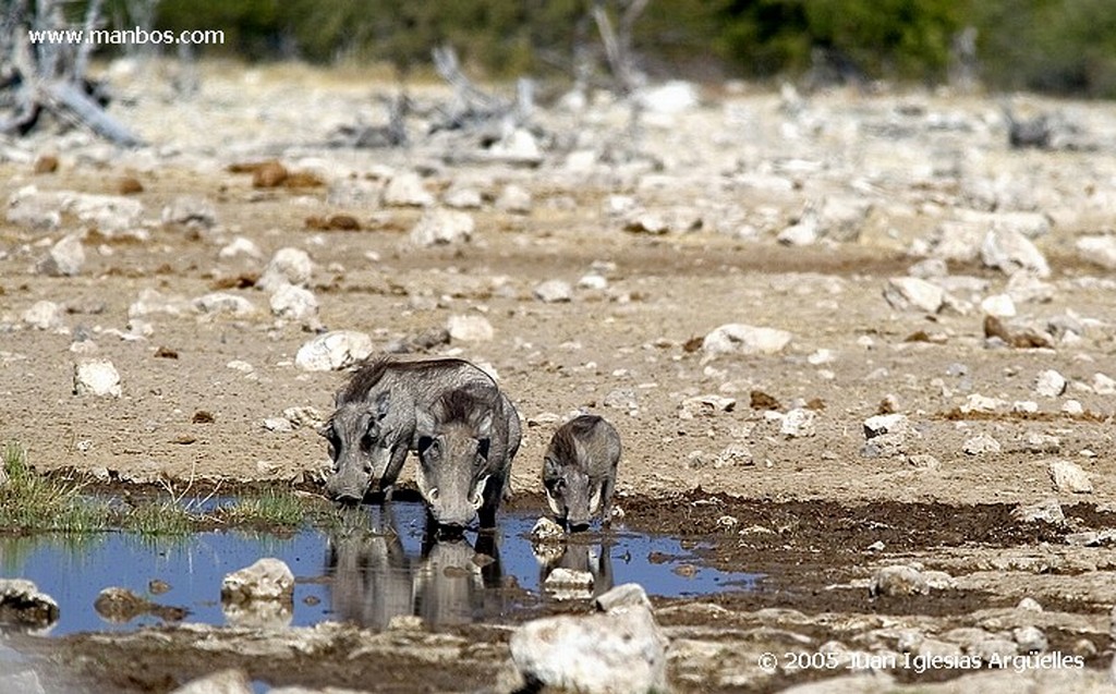 Etosha National Park
Jirafas y Springbooks cruzando la gran llanura arida de Etosha, el Etosha Pan
Namibia