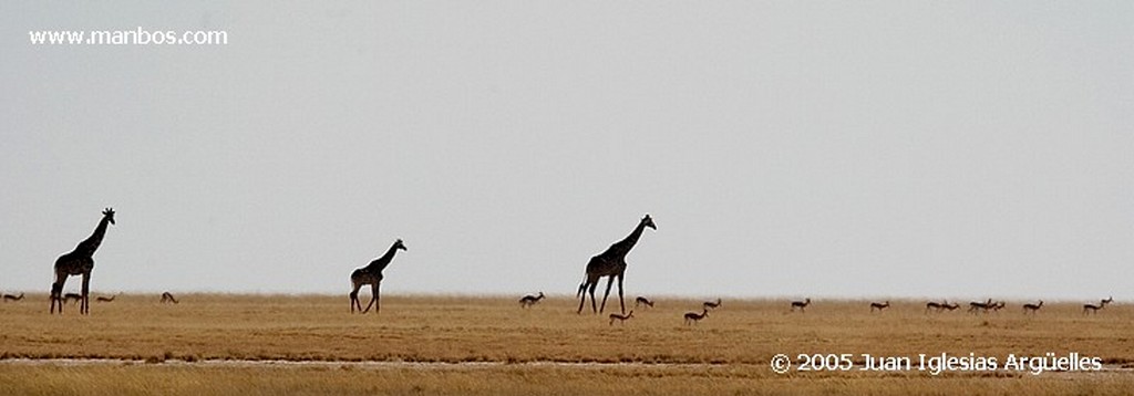 Etosha National Park
Crias de elefante jugando al lado de sus madres
Namibia