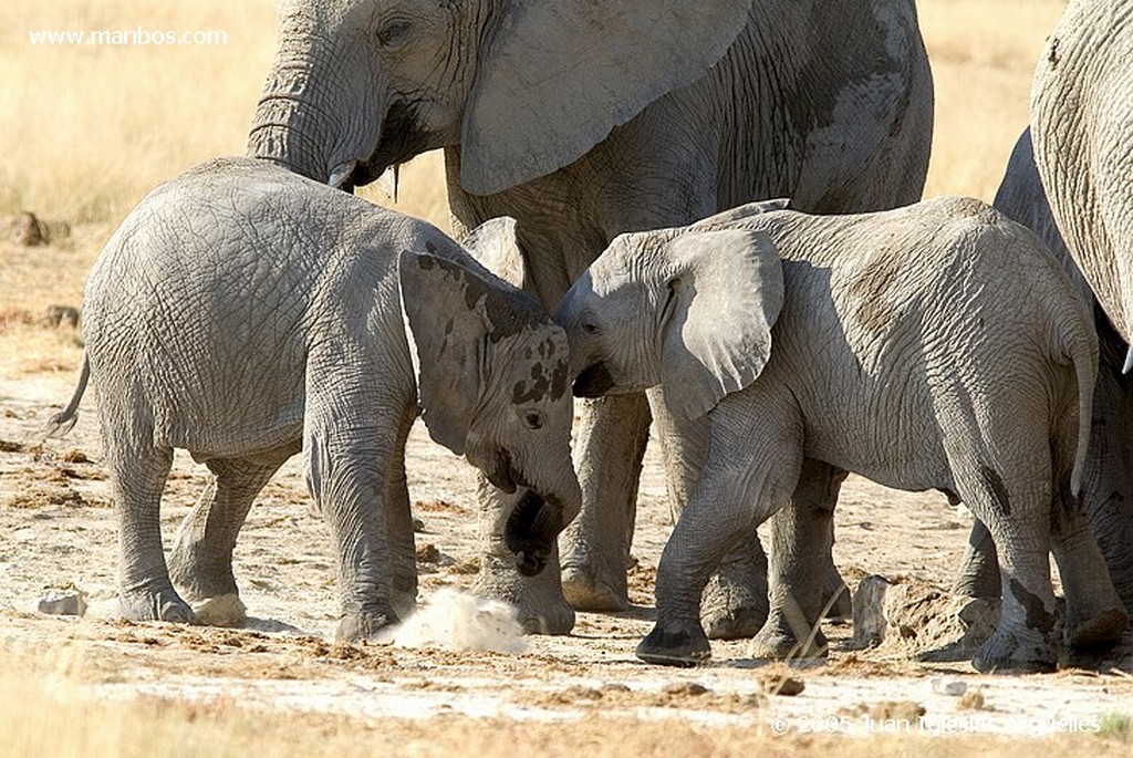 Etosha National Park
Grupo familiar de elefantes
Namibia