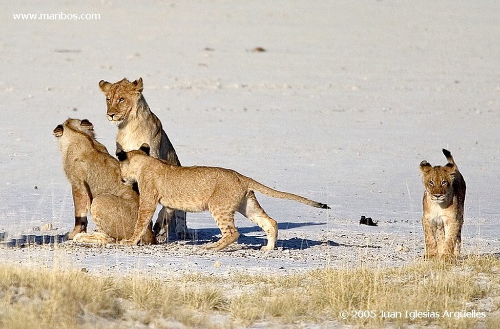 Etosha National Park
Leona del grupo familiar de Aroe
Namibia