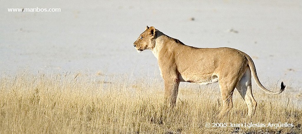 Etosha National Park
Macho dominante del grupo familiar de Aroe
Namibia