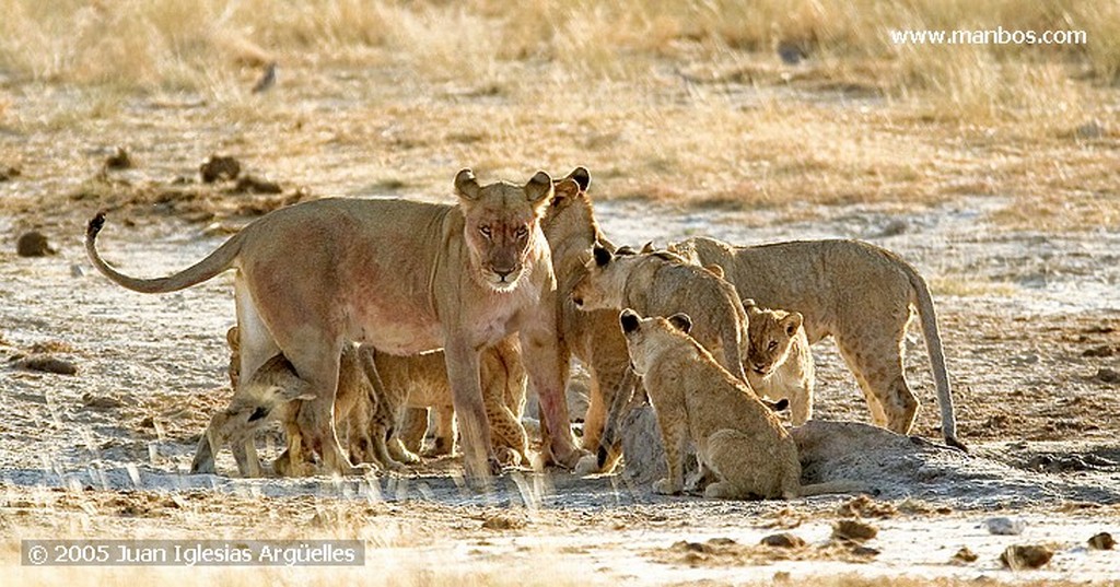 Etosha National Park
Uno de los antilopes mas pequeños de Africa
Namibia