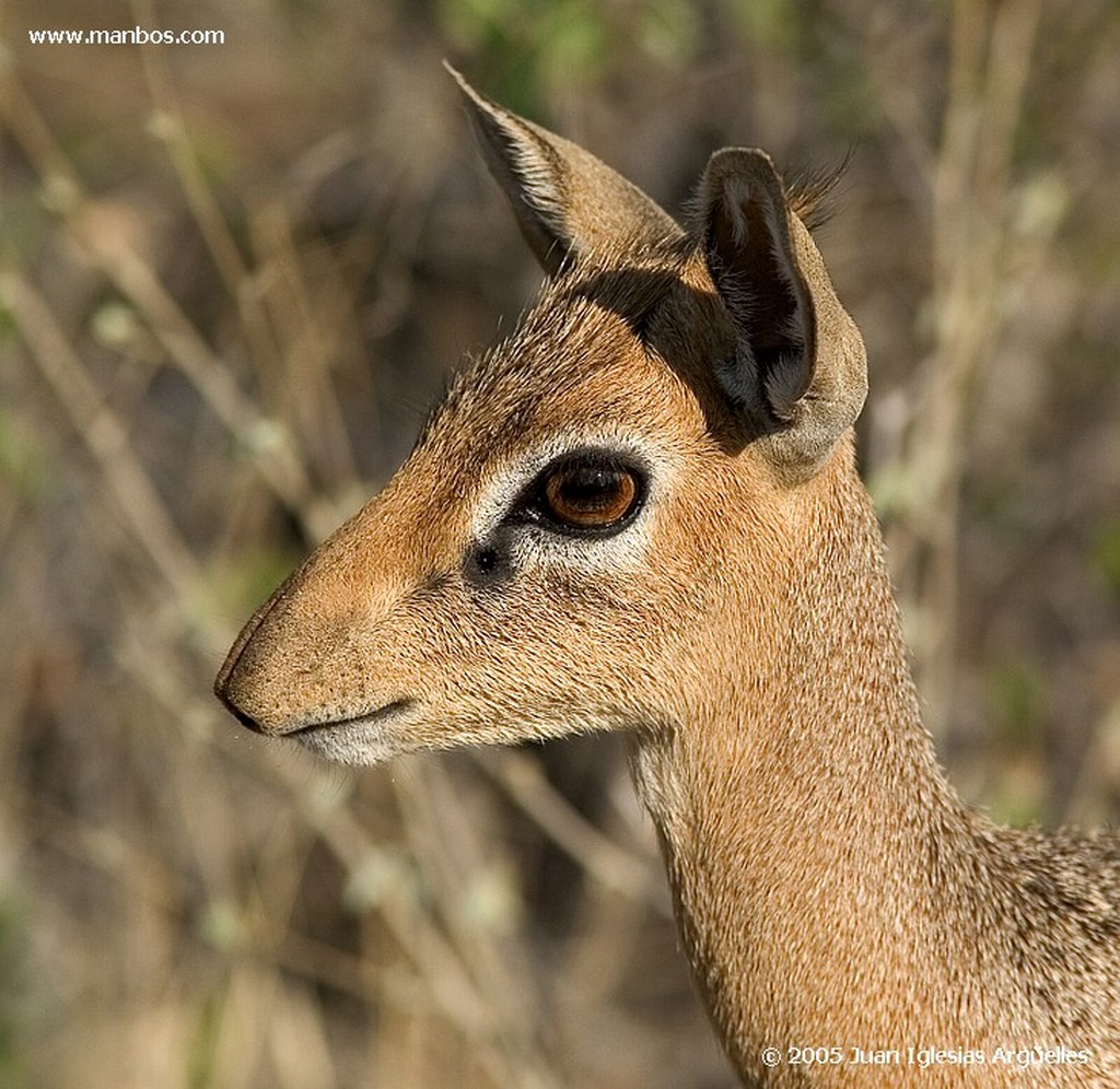 Etosha National Park
Parque Nacional de Etosha
Namibia