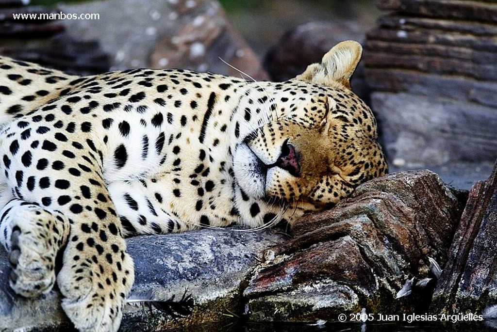 Leopard Park
Tsaobis Leopard Nature Park
Namibia