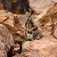 Simpsons Gap
Wallaby de las rocas
Territorio del Norte