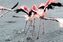 Walvis Bay
Ejemplares de lesser flamingo alzando el vuelo
Namibia