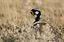 Etosha National Park
Parque Nacional de Etosha
Namibia