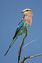 Etosha National Park
Lilac-brested roller en su percha
Namibia