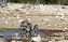 Etosha National Park
Macho, hembra y cria de facocero bebiendo en una charca
Namibia