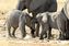 Etosha National Park
Crias de elefante jugando al lado de sus madres
Namibia
