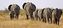 Etosha National Park
Grupo familiar de elefantes
Namibia