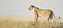 Etosha National Park
Leona del grupo familiar de Aroe
Namibia