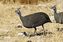 Etosha National Park
Dos ejemplares de helmeted guineafowl
Namibia