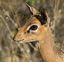 Etosha National Park
Uno de los antilopes mas pequeños de Africa
Namibia