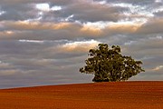 Auburn, Auburn, Australia