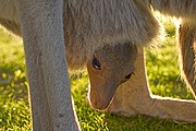 Objetivo 50
Cria de canguro en el marsupio
Australia
MELROSE
Foto: 14620