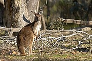 Camara Canon EOS 10D
Canguro
Australia
MT. REMARKABLE
Foto: 14615