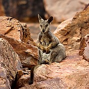 Objetivo 98 to 280
Wallaby de las rocas
Australia
SIMPSONS GAP
Foto: 14594