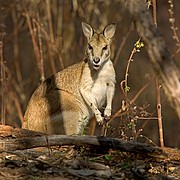 Objetivo 98 to 280
Wallaby
Australia
PARQUE NACIONAL NITMILUK
Foto: 14584