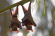 Objetivo 98 to 280
Zorros voladores
Australia
PARQUE NACIONAL NITMILUK
Foto: 14581