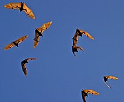 Objetivo 98 to 280
Zorros voladores
Australia
PARQUE NACIONAL NITMILUK
Foto: 14580