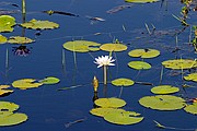 Objetivo 98 to 280
Vegetacion en un billabong
Australia
PARQUE NACIONAL DE KAKADU
Foto: 14570