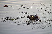 Camara Canon EOS 10D
Cocodrilo de agua dulce
Australia
PARQUE NACIONAL DE KAKADU
Foto: 14569