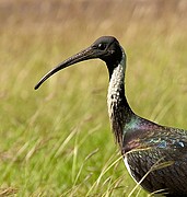 Objetivo 98 to 280
Ibis
Australia
PARQUE NACIONAL DE KAKADU
Foto: 14568