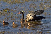 Objetivo 98 to 280
Ganso overo con sus pollos
Australia
PARQUE NACIONAL DE KAKADU
Foto: 14564