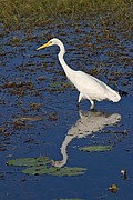 Camara Canon EOS 10D
Garza grande
Australia
PARQUE NACIONAL DE KAKADU
Foto: 14563