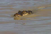 Objetivo 98 to 280
Cocodrilo de estuario o de agua salada
Australia
PARQUE NACIONAL DE KAKADU
Foto: 14562