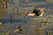 Parque Nacional de Kakadu, Parque Nacional de Kakadu, Australia