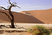 Objetivo 50
Dead Vlei, Desierto del Namib
Namibia
NAMIB NAUKLUFT PARK
Foto: 9975