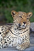 Tsaobis Leopard Nature Park, Leopard Park, Namibia