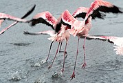 Camara Canon EOS-1D
Ejemplares de lesser flamingo alzando el vuelo
Namibia
WALVIS BAY
Foto: 9976