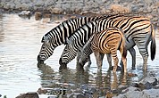 Etosha National Park, Etosha National Park, Namibia