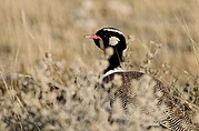 Etosha National Park, Etosha National Park, Namibia