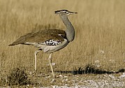 Etosha National Park, Etosha National Park, Namibia