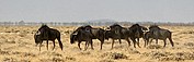 Etosha National Park, Etosha National Park, Namibia